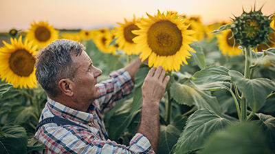man with sunflowers
