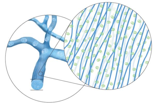 Smart Silicone chemistry